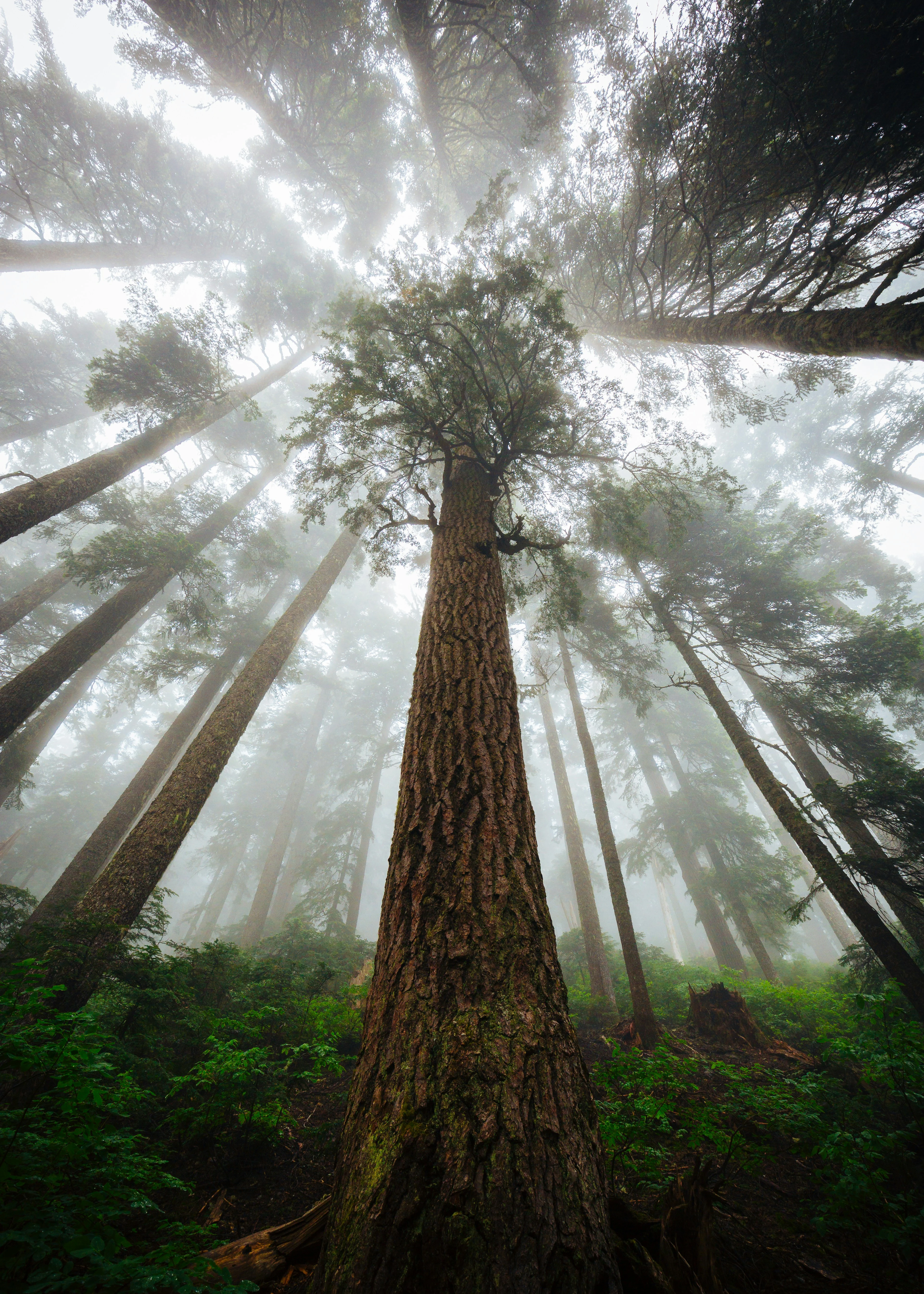 In the Canopy