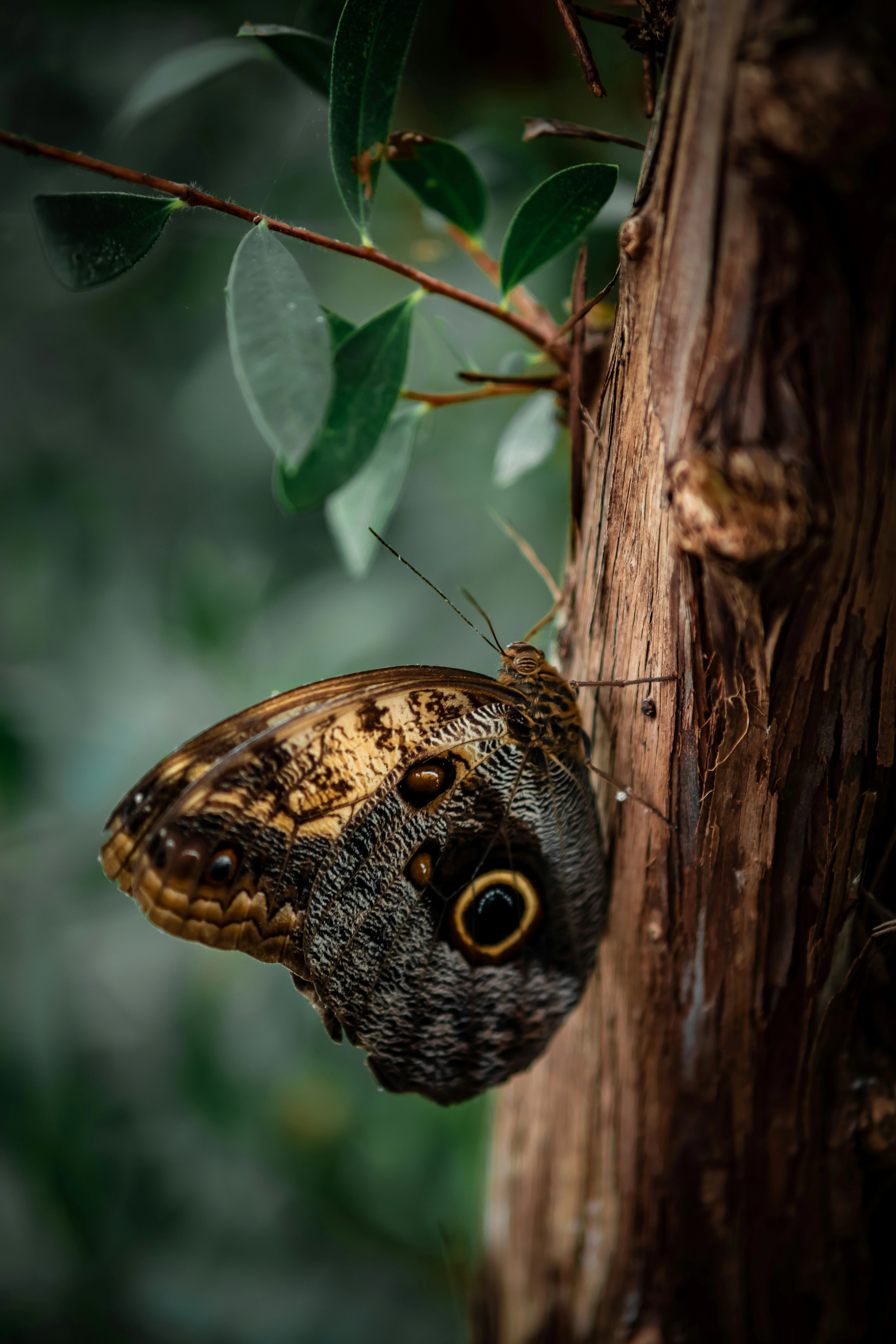 Winged Camouflage
