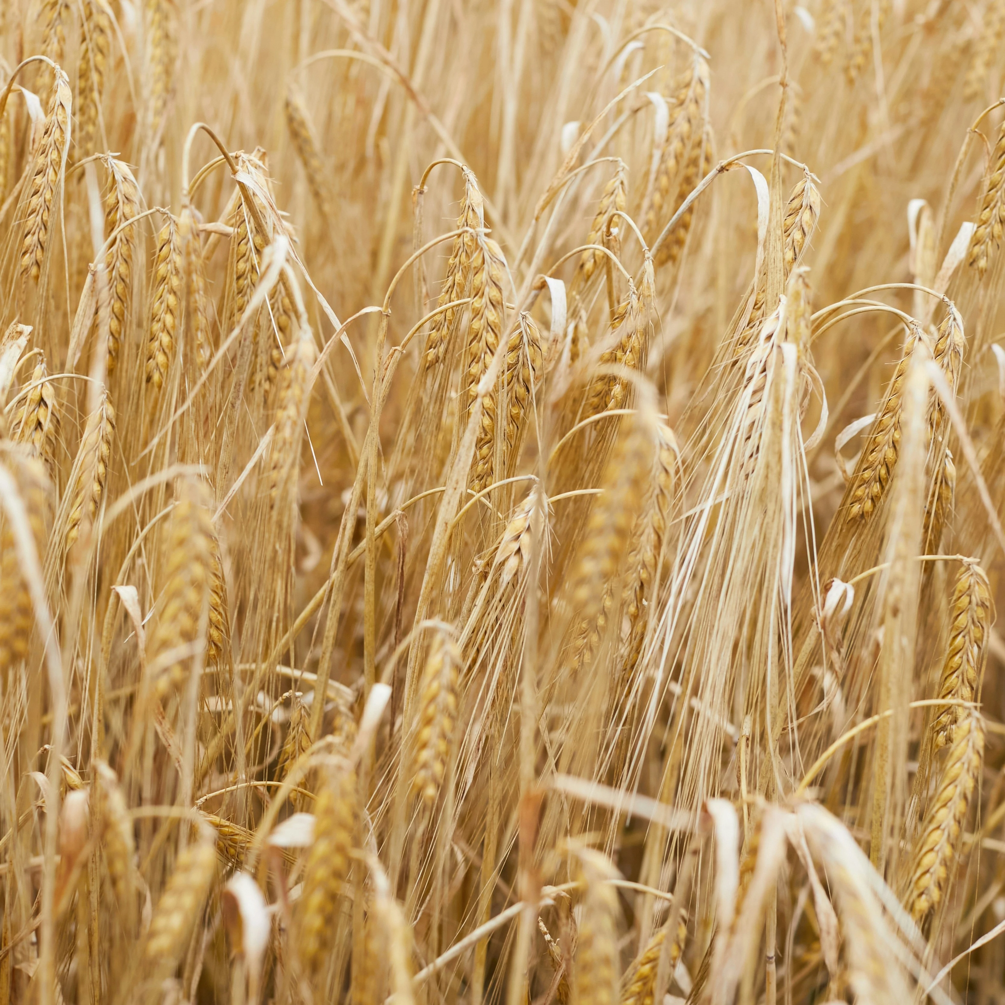 Golden Fields