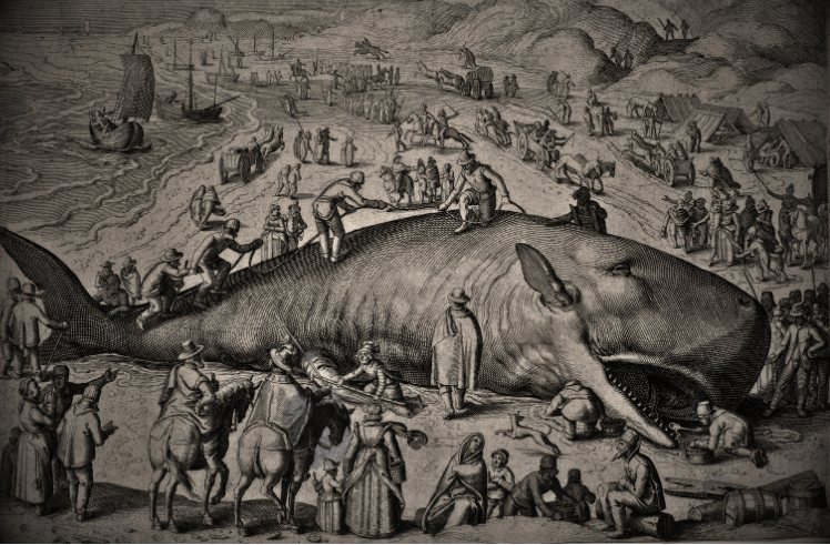 aenig-whale