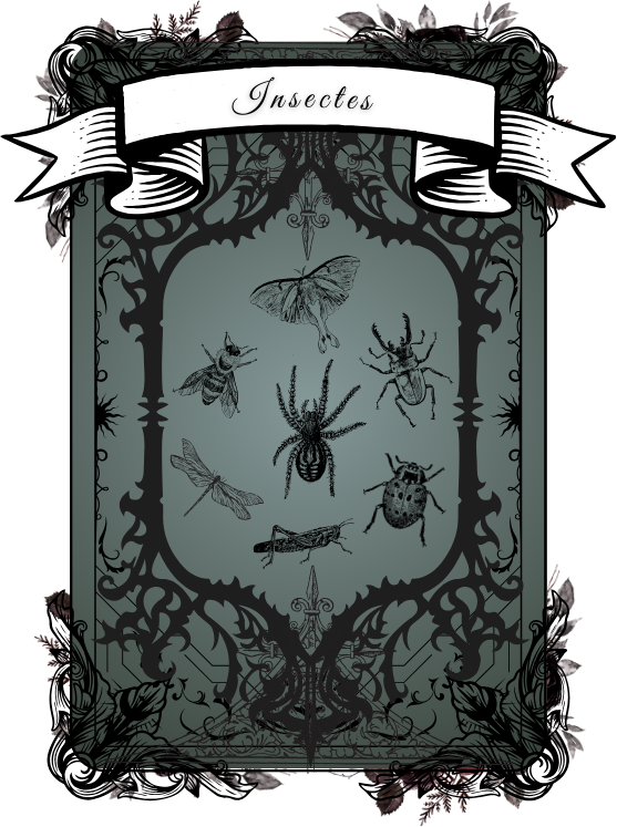 insectes-card