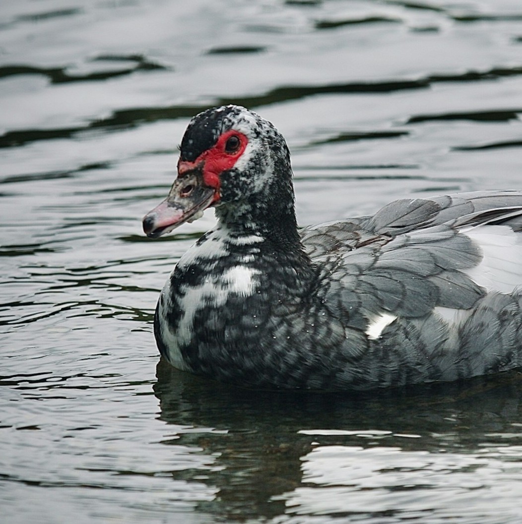 Muscovy Duck