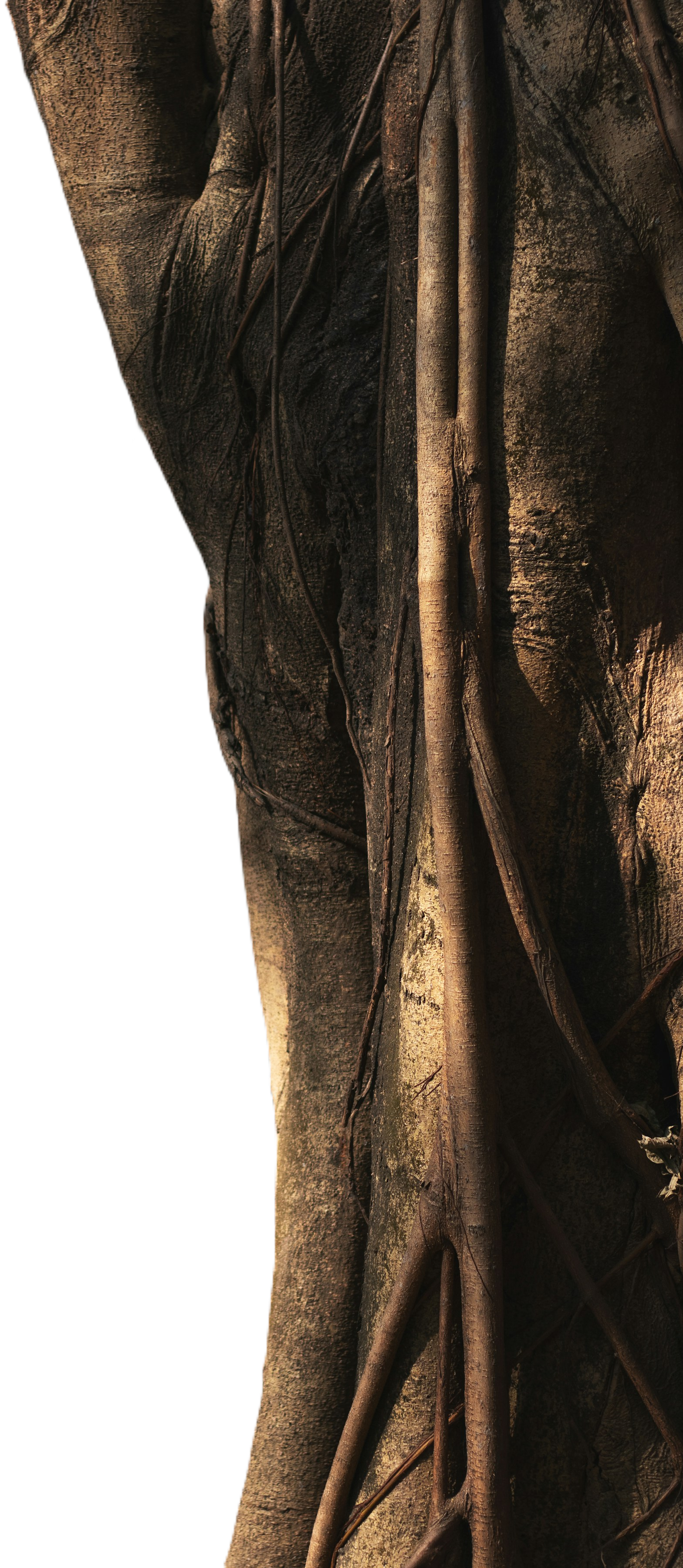 shakib 2.png