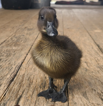 Bill the Duckling