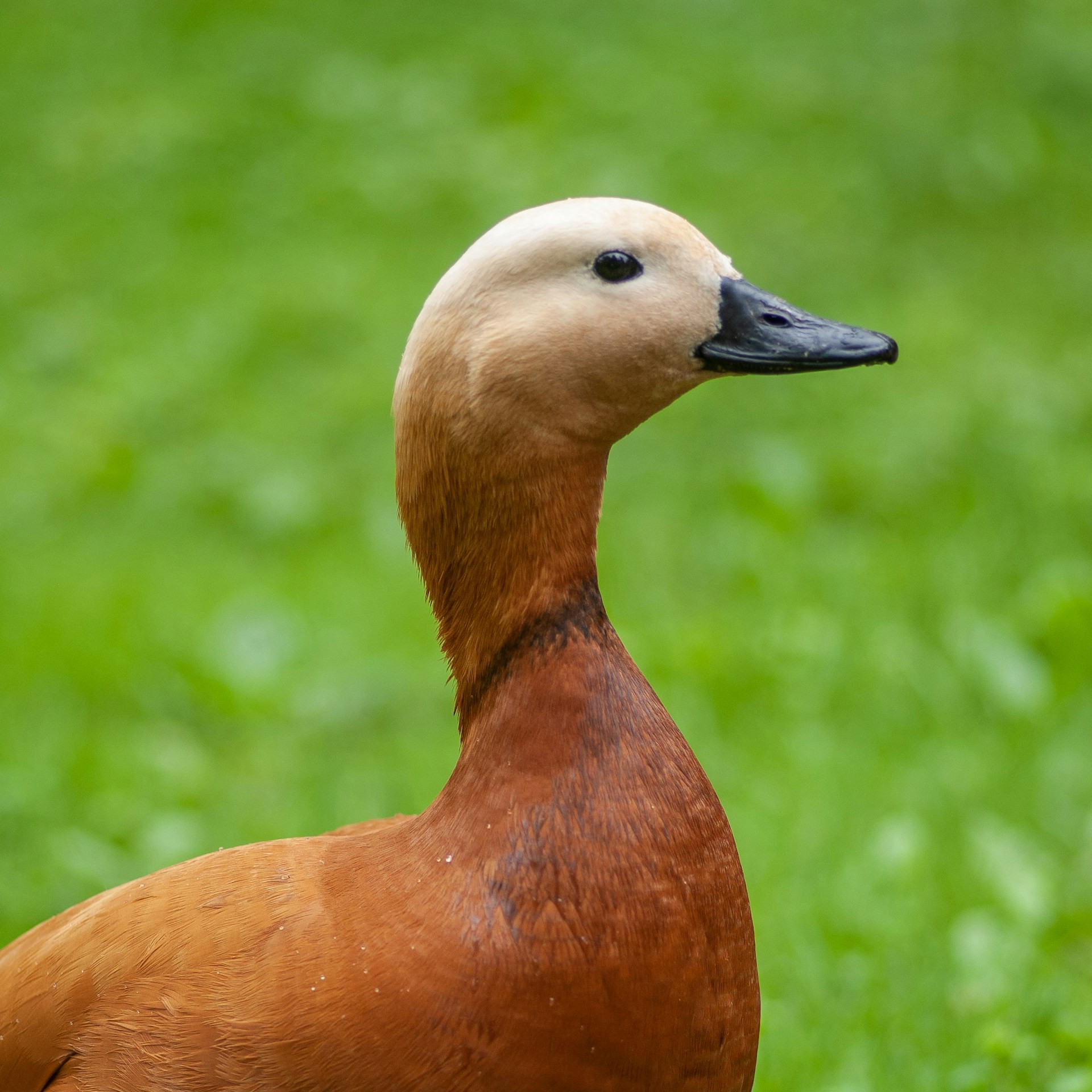 Duck