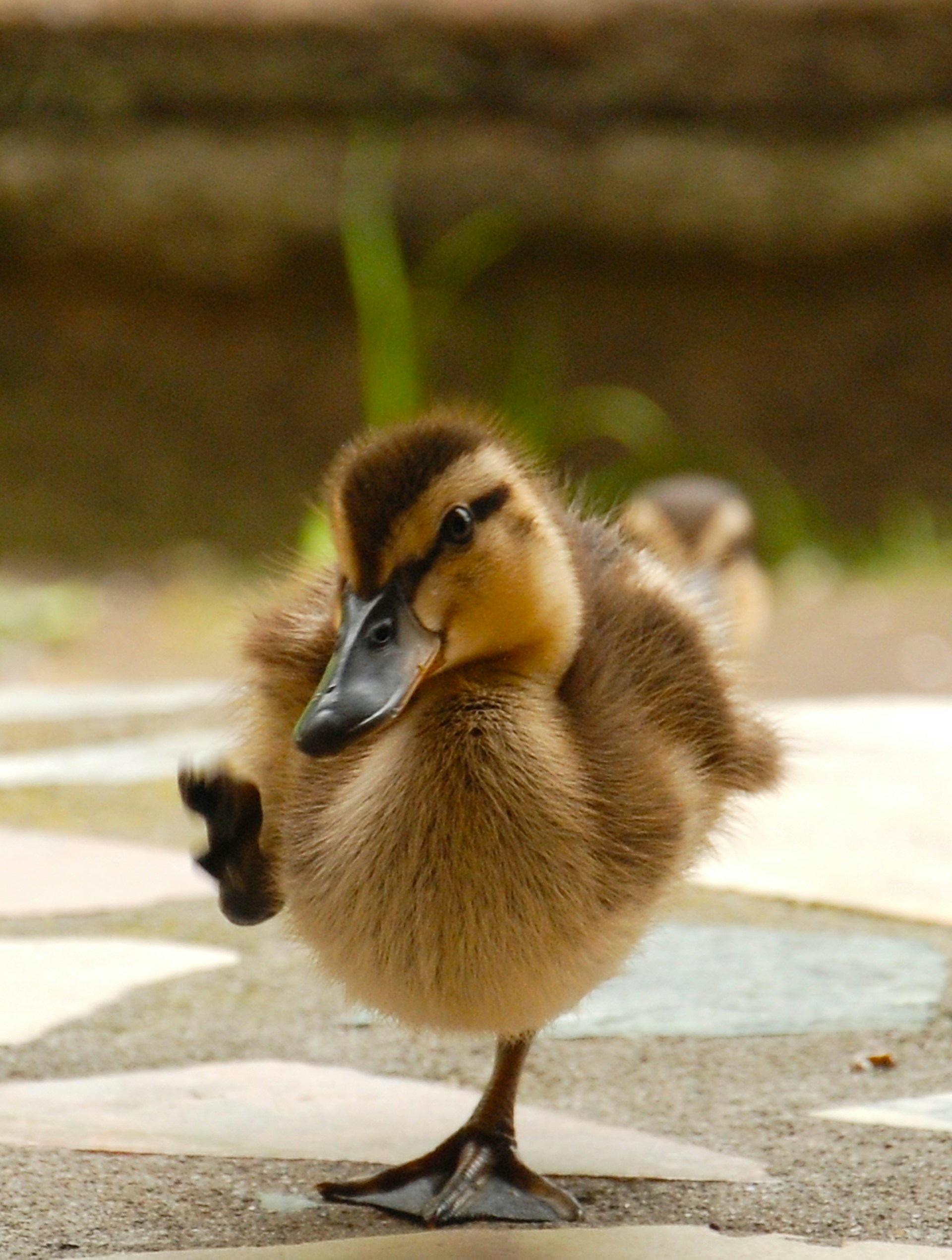 Red-Faced Racer Duckling